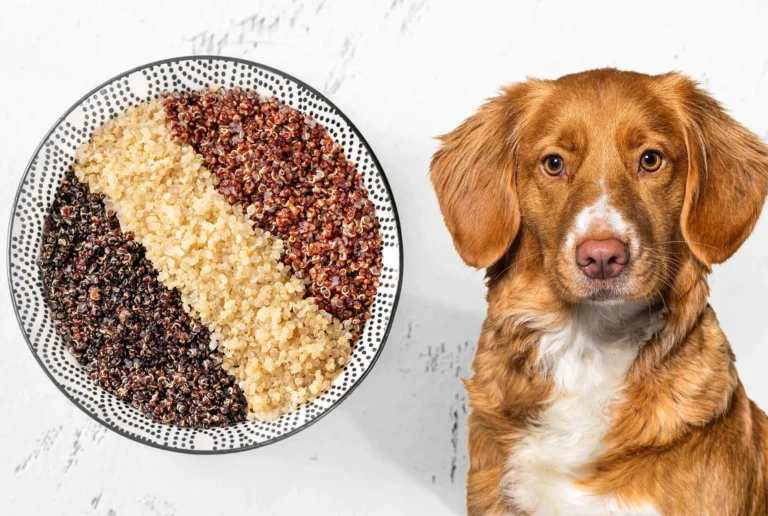 Can Dogs Eat Quinoa