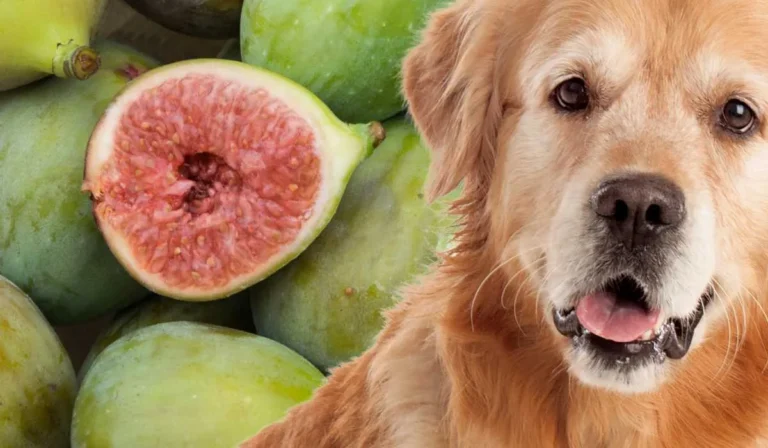 can dogs eat figs​