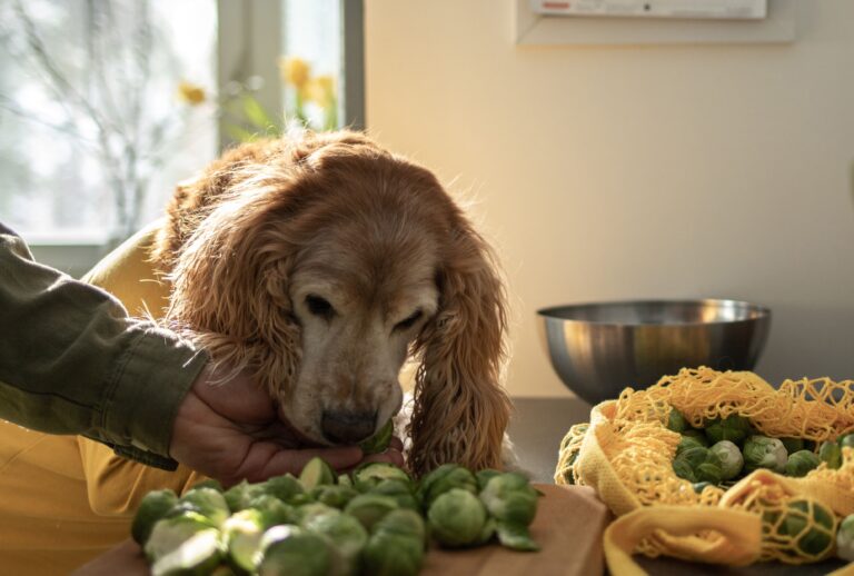 can-dogs-eat-brussel-sprouts​